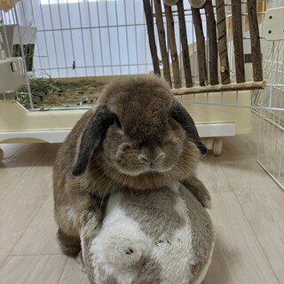 ボール好きなうさぎ３歳　飼ってくれませんか