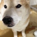 迷子犬　収容期限が迫っています　2月17日迄
