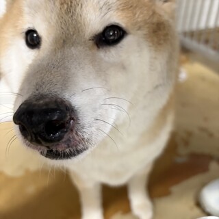 迷子犬　収容期限が迫っています　2月17日迄