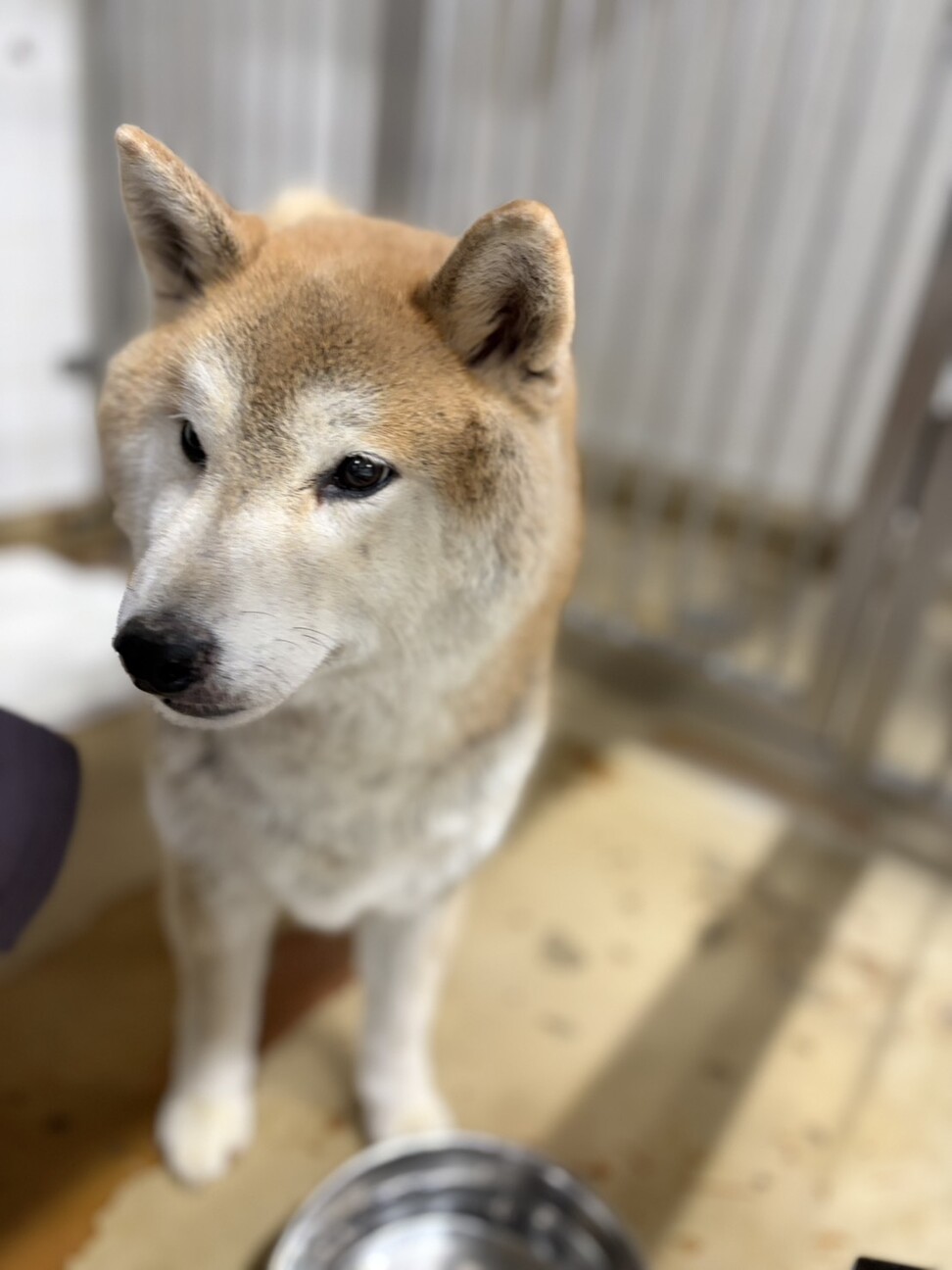 迷子犬　収容期限が迫っています　2月17日迄 サムネイル2