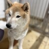 迷子犬　収容期限が迫っています　2月17日迄 サムネイル2