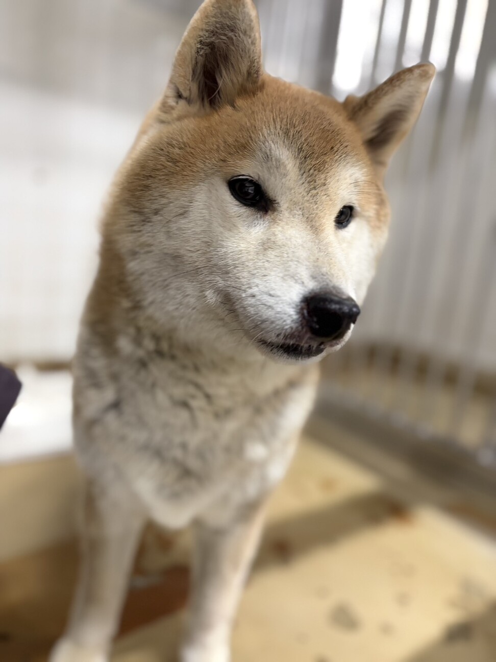 迷子犬　収容期限が迫っています　2月17日迄 サムネイル3