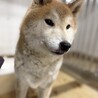 迷子犬　収容期限が迫っています　2月17日迄 サムネイル3