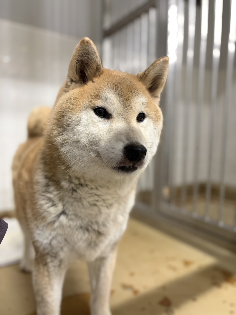 迷子犬　収容期限が迫っています　2月17日迄 サムネイル4