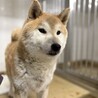 迷子犬　収容期限が迫っています　2月17日迄 サムネイル4