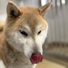 迷子犬　収容期限が迫っています　2月17日迄 サムネイル5