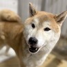 迷子犬　収容期限が迫っています　2月17日迄 サムネイル6