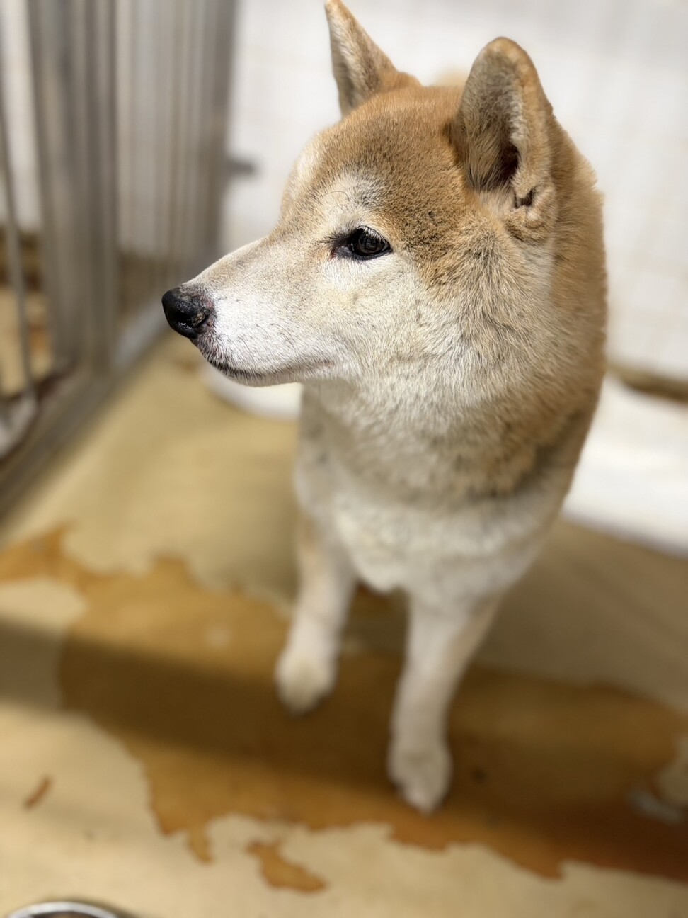 迷子犬　収容期限が迫っています　2月17日迄 サムネイル7