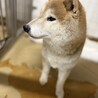 迷子犬　収容期限が迫っています　2月17日迄 サムネイル7