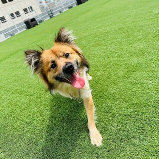 新しい家族ができました！ありがとうございました。