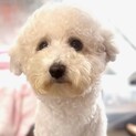 26-W8　ビション一歳女の子♪