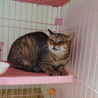 【急募】　2/20に元いた場所にリリース