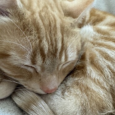 里親募集してます