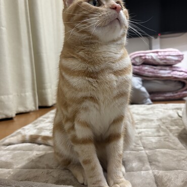 里親募集してます