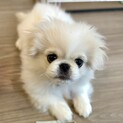 ［ご応募停止中］ペキニーズの男の子の里親さま募集