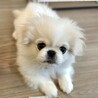 ［ご応募停止中］ペキニーズの男の子の里親さま募集 サムネイル1