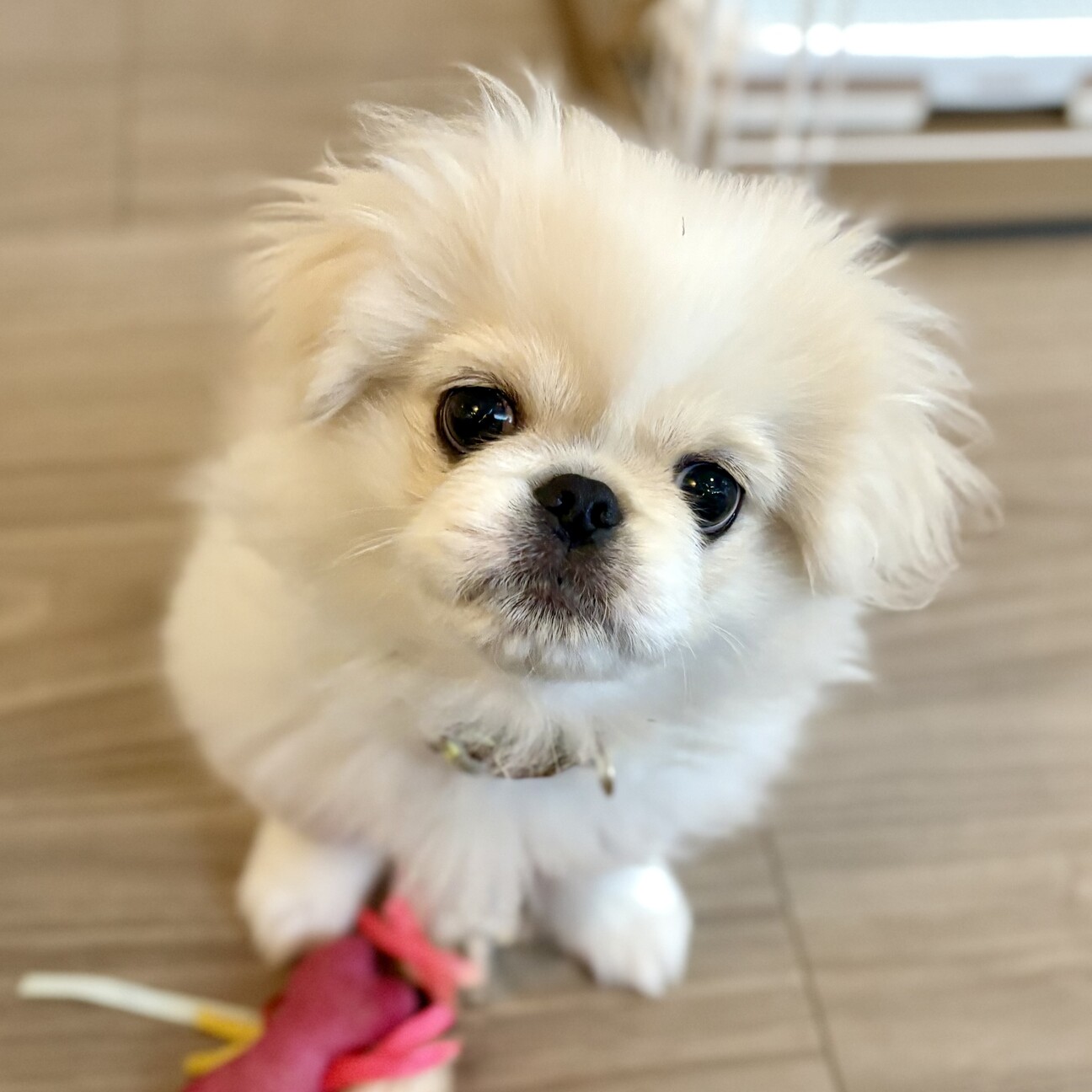 ［ご応募停止中］ペキニーズの男の子の里親さま募集 サムネイル2