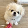 ［ご応募停止中］ペキニーズの男の子の里親さま募集 サムネイル2