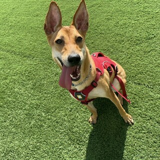 人懐っこい女の子（茜(あかね))