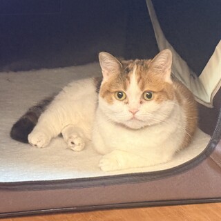 マンチカン 三毛猫  短足 メス 4歳 寂しがりや