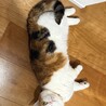 マンチカン 三毛猫  短足 メス 4歳 寂しがりや