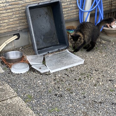 氷と遊ぶトムキャット　雪は積もらんかったけど、氷が張って寒かった！！