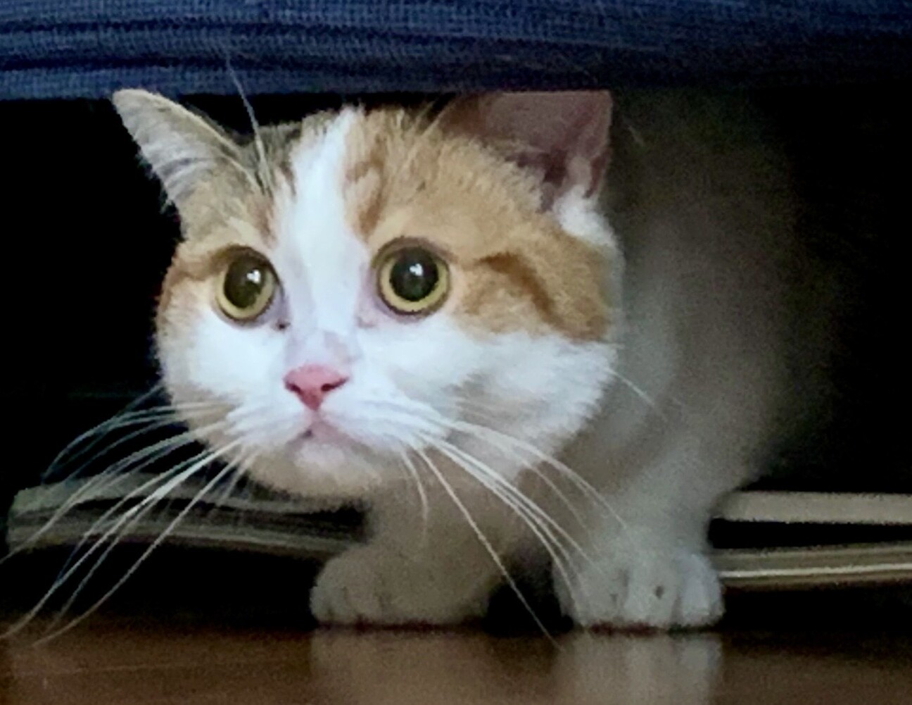 マンチカン 三毛猫 短」東京都 - 猫の里親募集(535955) 3枚目の画像