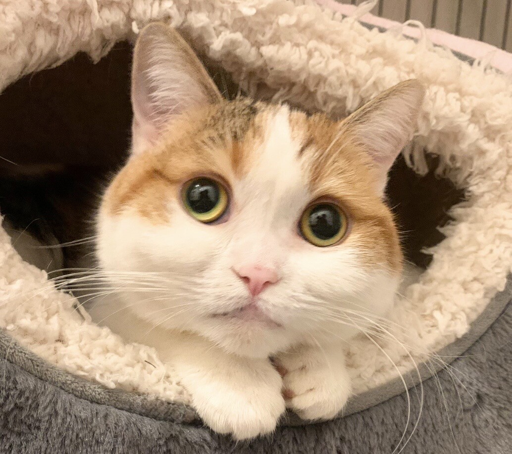 マンチカン 三毛猫 短」東京都 - 猫の里親募集(535955) 4枚目の画像