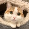 マンチカン 三毛猫  短足 メス 4歳 寂しがりや サムネイル4