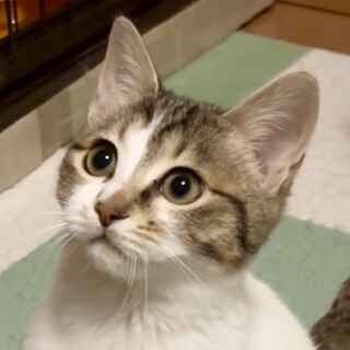 【トライアル中】大人しい女の子はすねちゃん♪