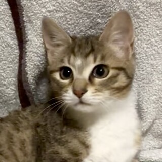 【トライアル中】甘えん坊な女の子みつばちゃん♪