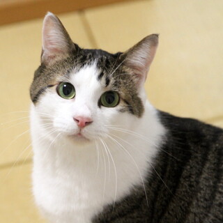 ４，５歳の温和な甘えん坊男子・マリン