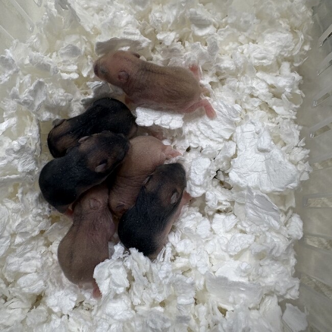 ハムがいるくらしのカバー写真