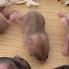 イエロージャンガリアンの赤ちゃん里親募集！ サムネイル3