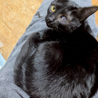 黒猫　まさくん　とにかく甘えたい男の子