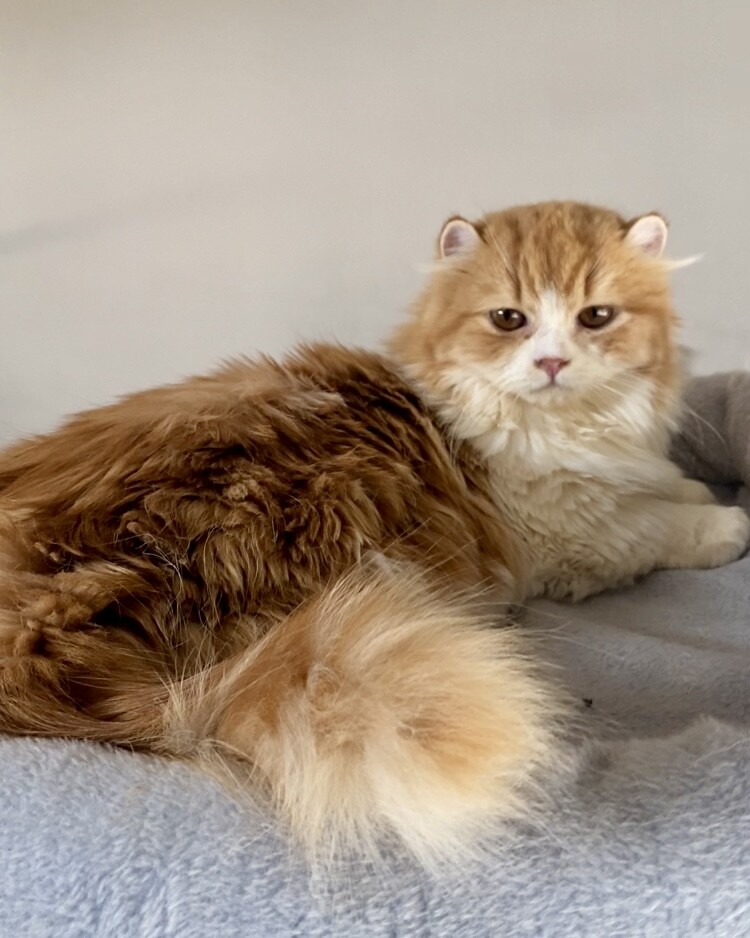 おうち決定！ふくまる君 サムネイル2