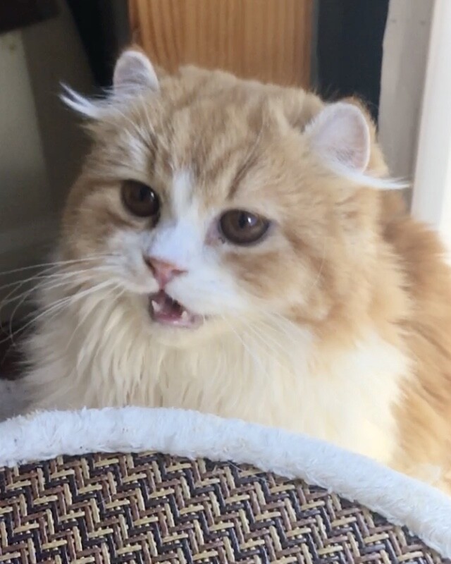 おうち決定！ふくまる君 サムネイル3