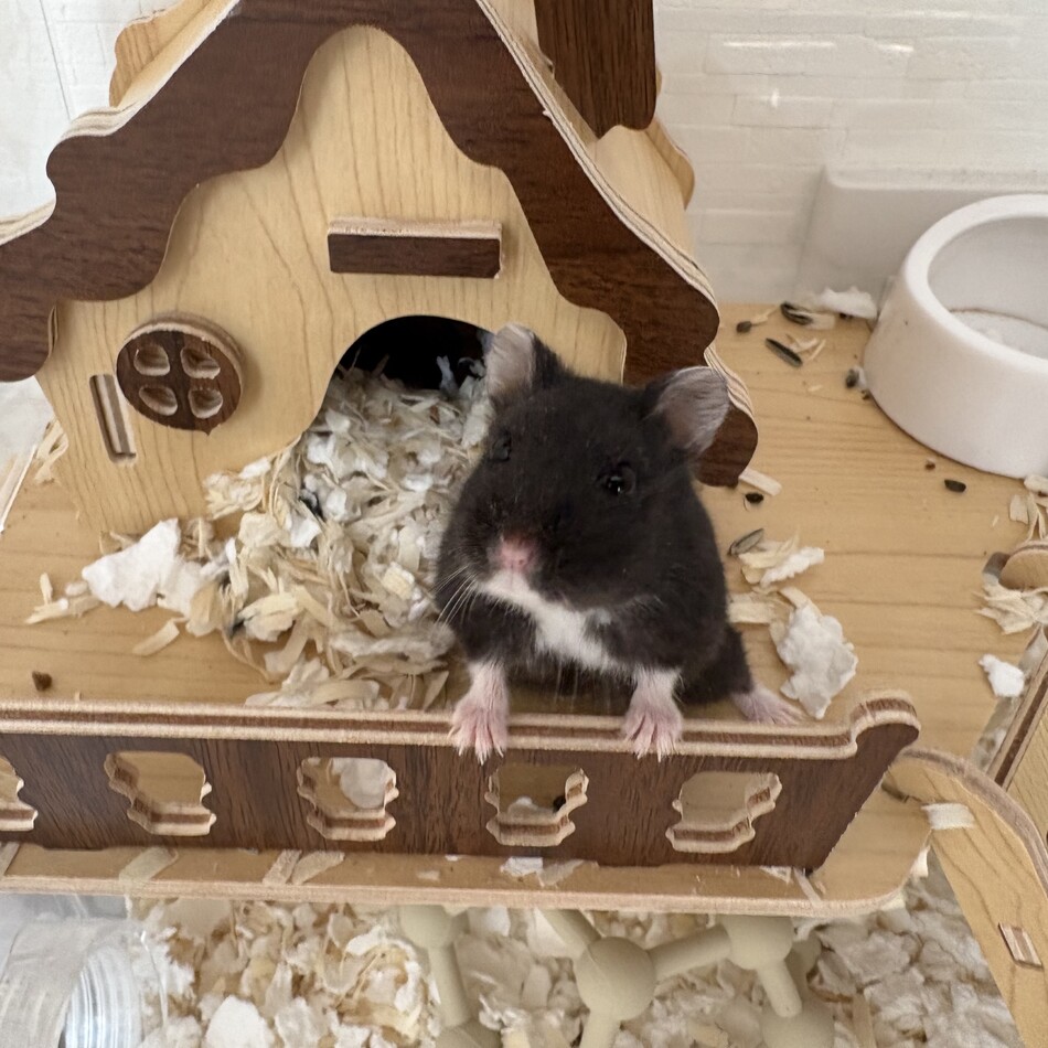 カヤのカバー写真