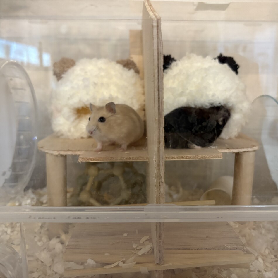 れおのカバー写真