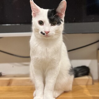 遊んで！構って！ノエル兄弟エルくん