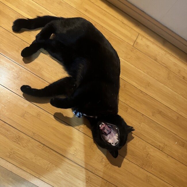 みちよ116のカバー写真