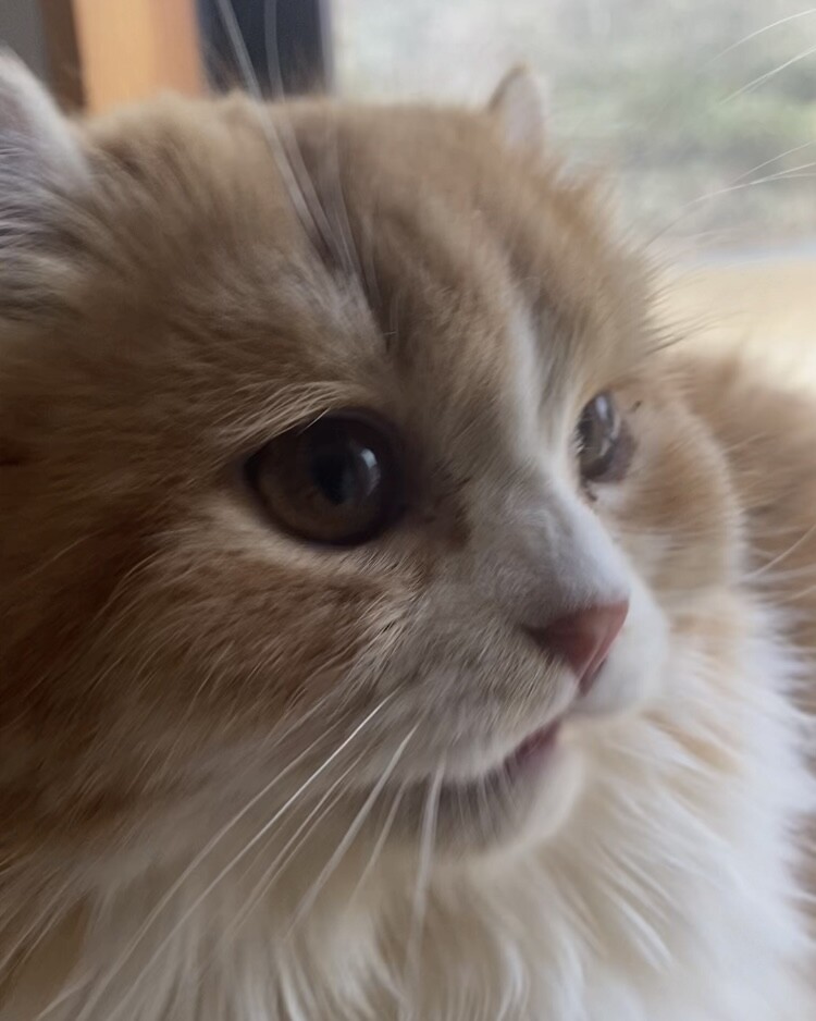 おうち決定！ふくまる君 サムネイル4