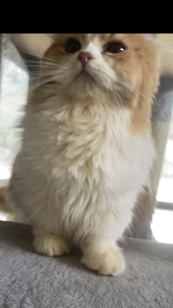 おうち決定！ふくまる君 サムネイル6