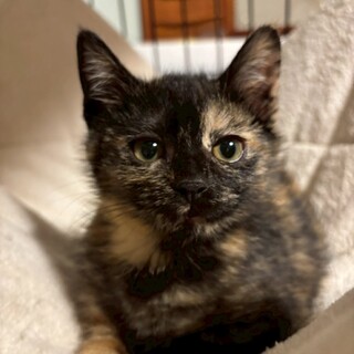 控えめな賢い甘えん坊♡キャロルちゃん2ヶ月半