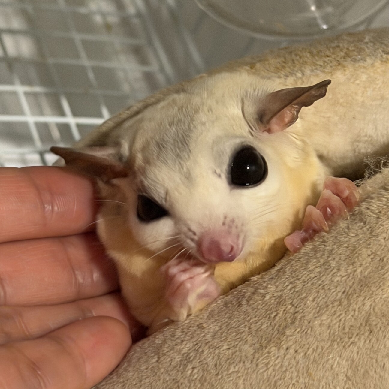 生涯大切に育ててくれる方●7歳のフクロモモンガ サムネイル3