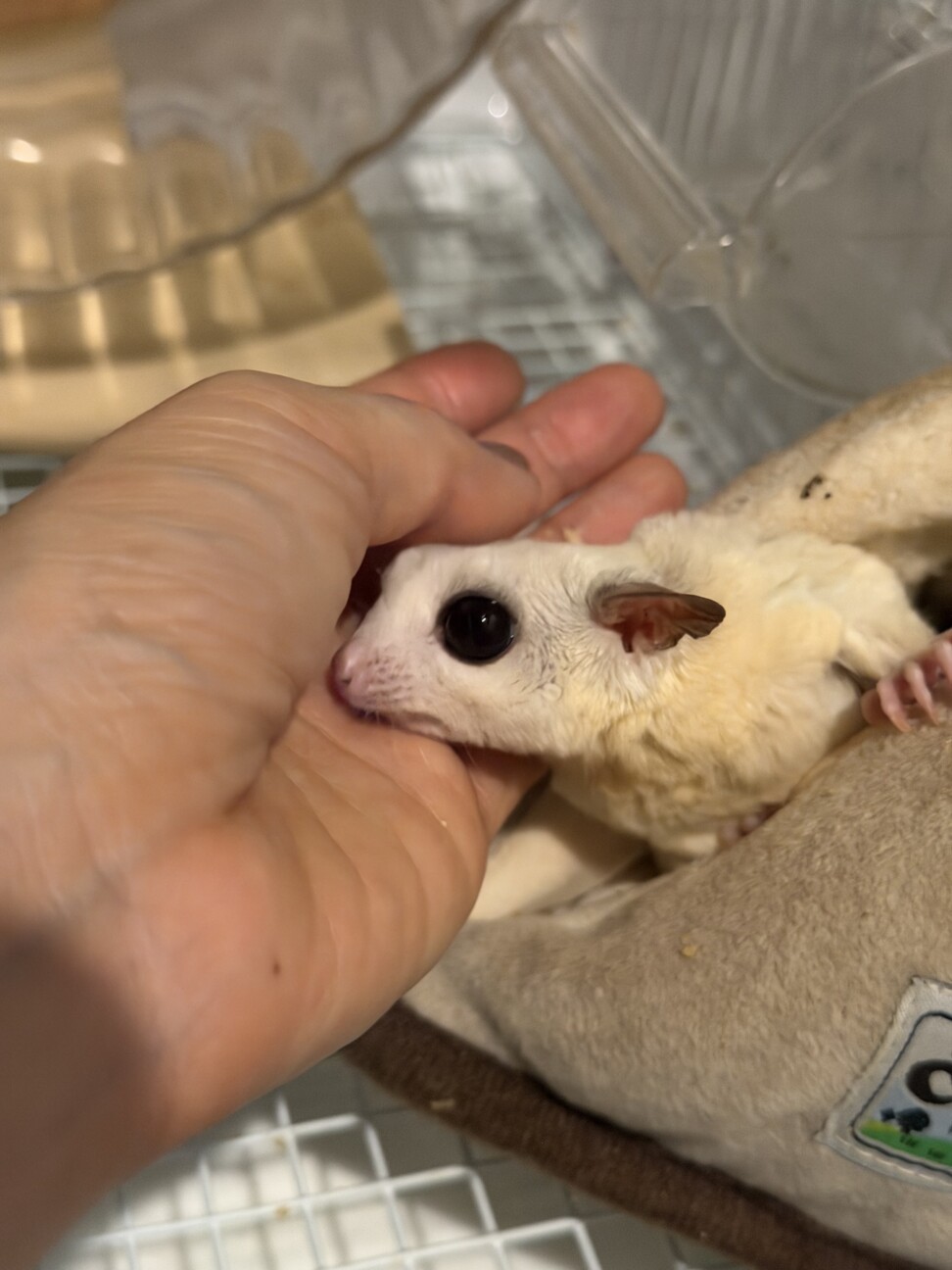 生涯大切に育ててくれる方●7歳のフクロモモンガ サムネイル5