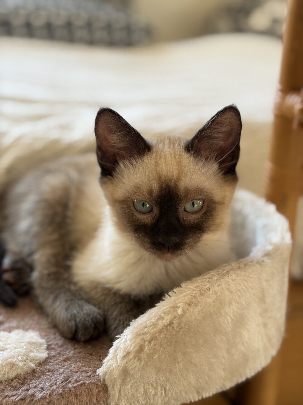 【2/25 駒場】甘えん坊さん♡寿限無くん2ヶ月半 サムネイル2