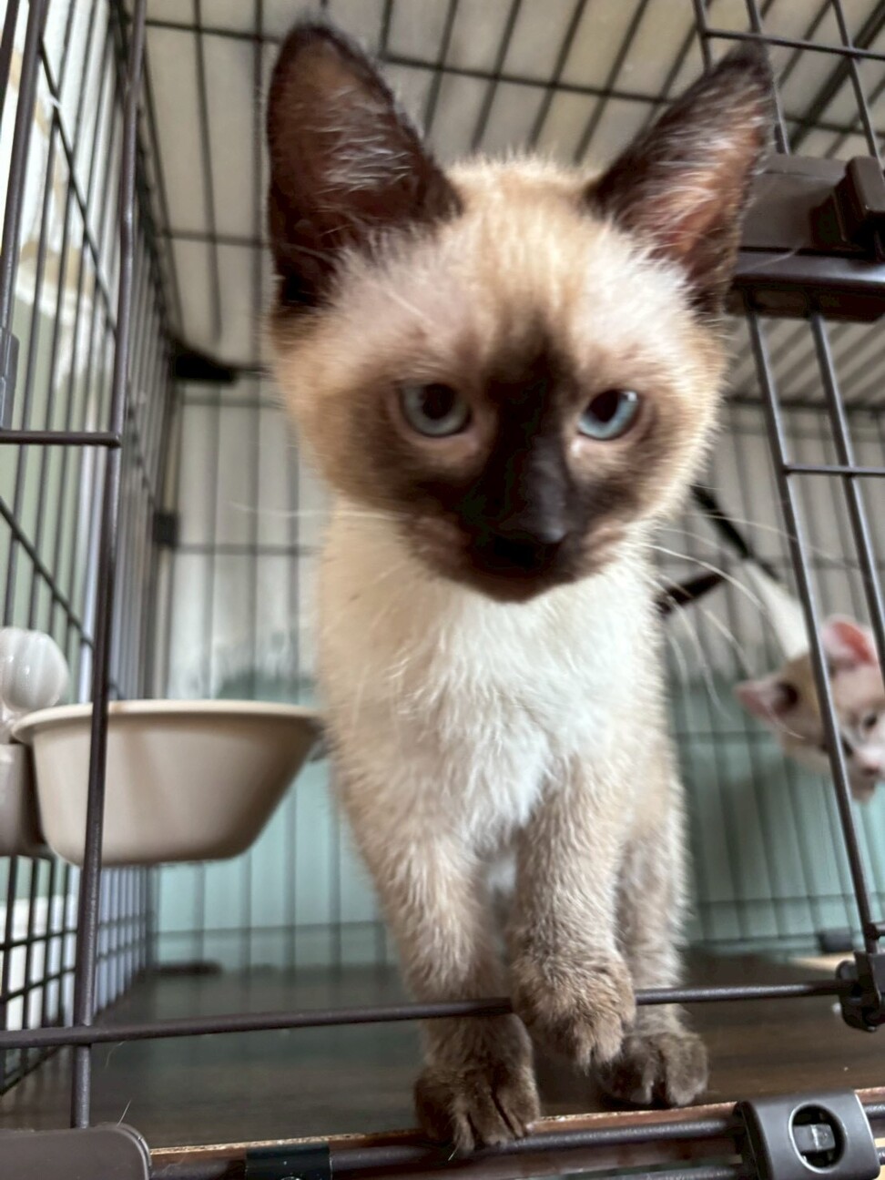 【2/25 駒場】甘えん坊さん♡寿限無くん2ヶ月半 サムネイル3