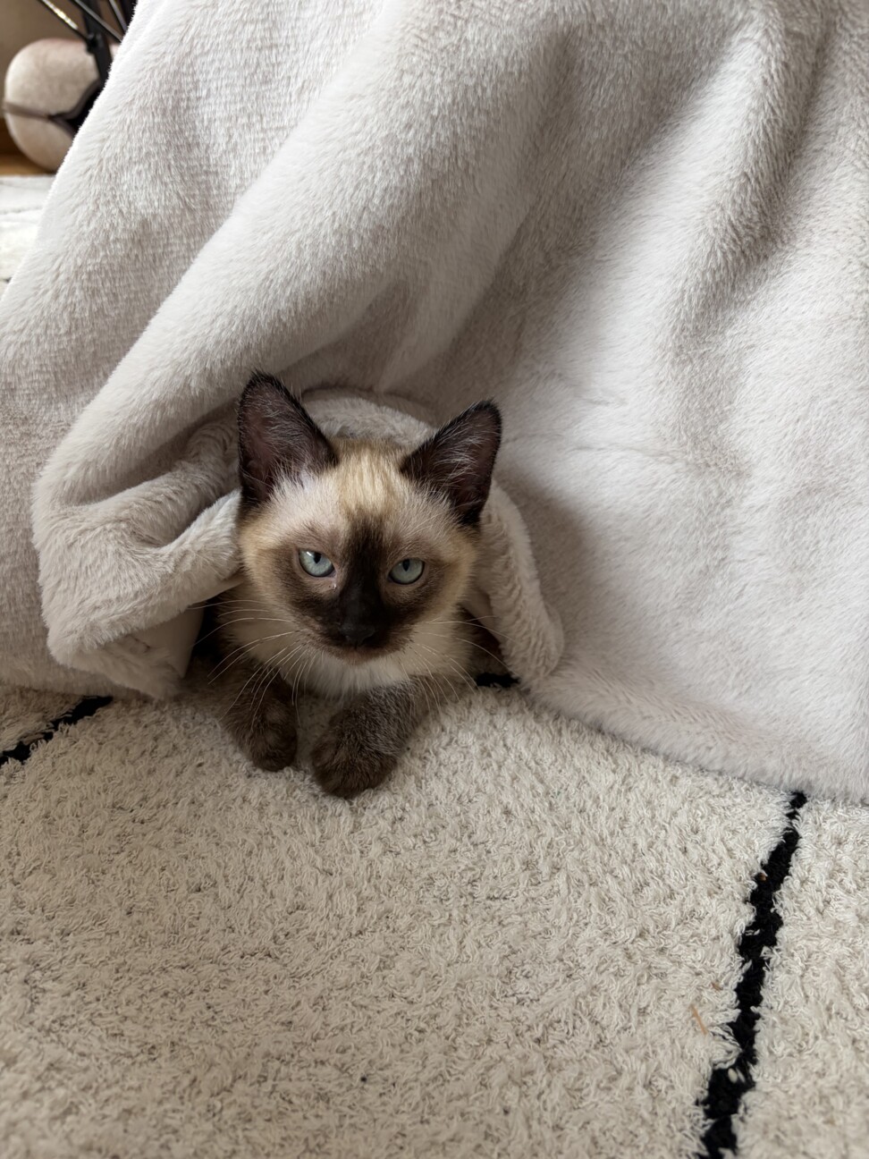 【2/25 駒場】甘えん坊さん♡寿限無くん2ヶ月半 サムネイル4