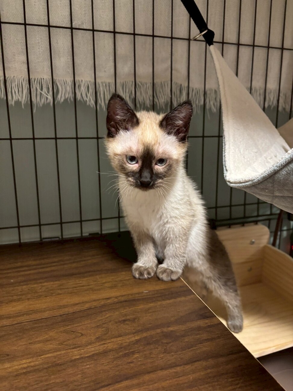 【2/25 駒場】甘えん坊さん♡寿限無くん2ヶ月半 サムネイル5